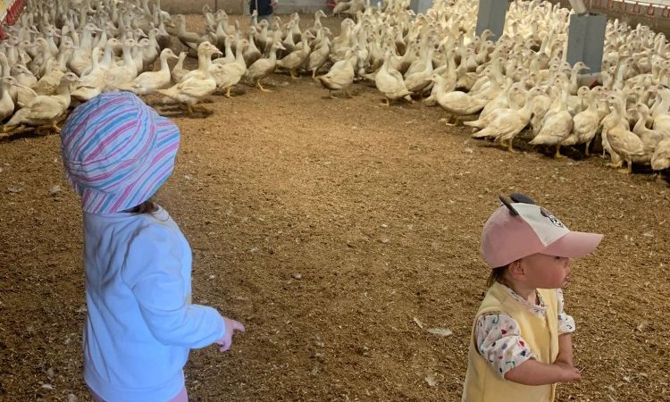 Rencontre avec les canards